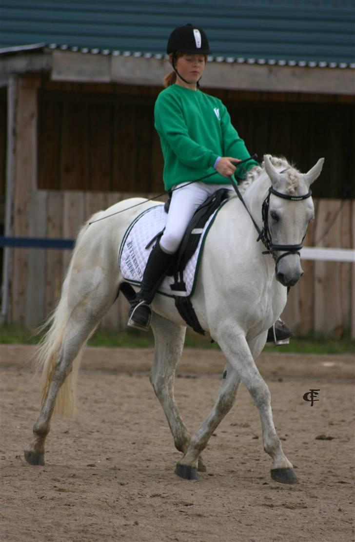 Connemara Nørlunds Penny Lane  - Ih, smukke Penny :D dressurkonkurrence til landsskue  nr 2. Taget af Cabana Foto  (www.cabana-foto.dk) billede 4