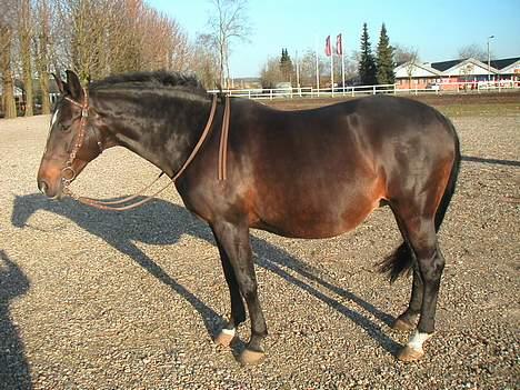Dansk Varmblod Bramdruplund's Ronja - Ronja i 9 måned billede 10