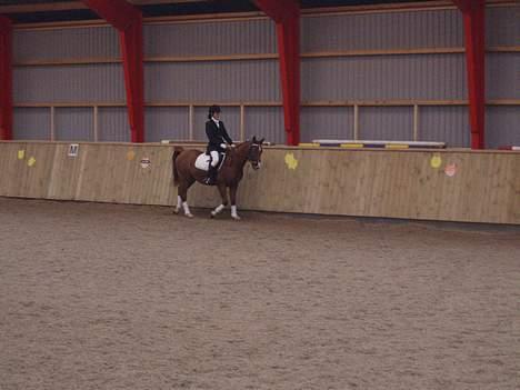 Arabisk fuldblod (OX) Bandaz billede 5