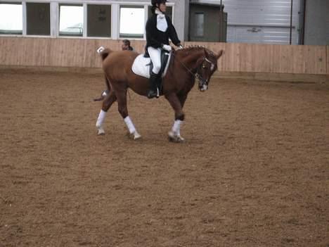 Arabisk fuldblod (OX) Bandaz billede 6