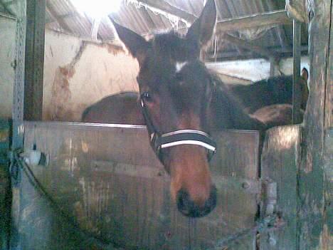 Anden særlig race Da Vinci - tit tit ( hos gamle ejer før vi kørte ) billede 9