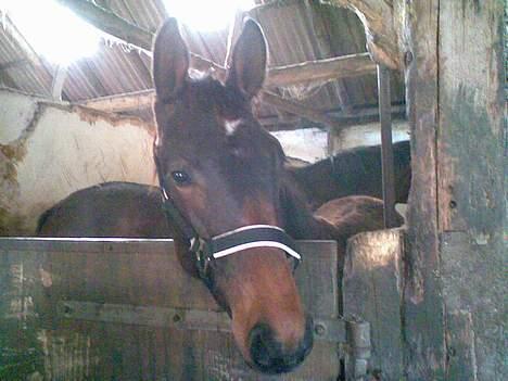 Anden særlig race Da Vinci - hej igen ( hos gamle ejer før vi kørte ) billede 10