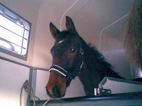 Anden særlig race Da Vinci - i trailer første gang  billede 11