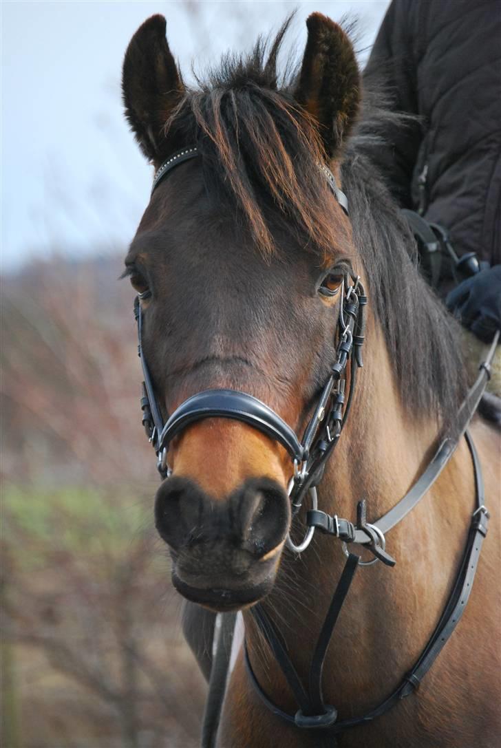 Anden særlig race Simba <3 - 1 - Velkommen til Simbas profil 8D. Jeg lovede, at jeg altid ville elske dig ! <3 billede 1