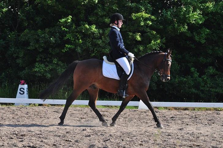 Anden særlig race Simba <3 - 3 - Jeg lovede, at vi skulle få startet en masse stævner sammen ! <3 billede 3