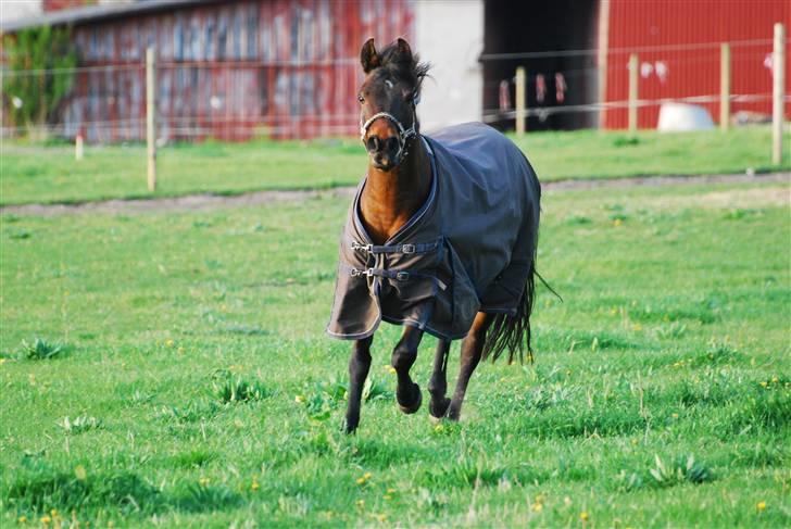 Anden særlig race Simba <3 - 4 - Jeg lovede at give dig frihed og gøre dig glad ! <3 billede 4