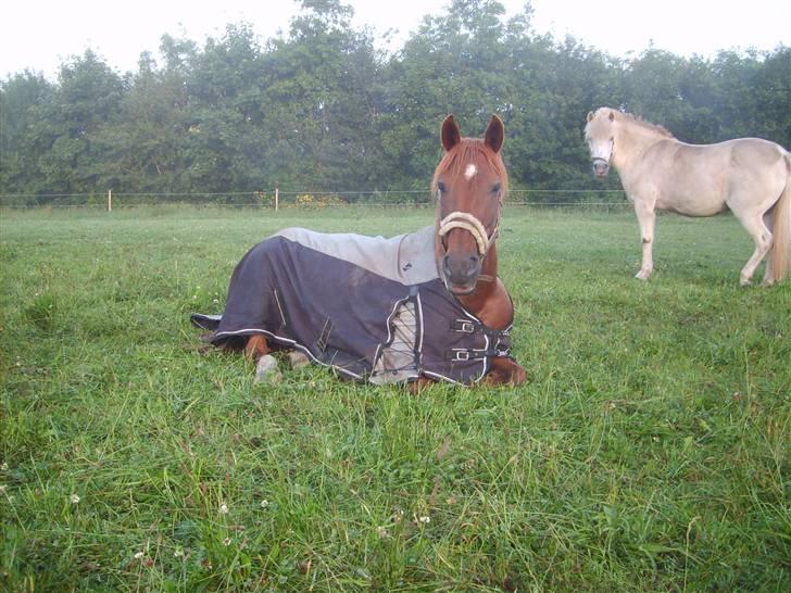 Anden særlig race Figaro <3 - Godmorgen lille Figa, nu skal vi på ridelejer :D Juni 2007 billede 12