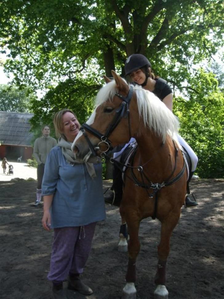 Haflinger Laura billede 6