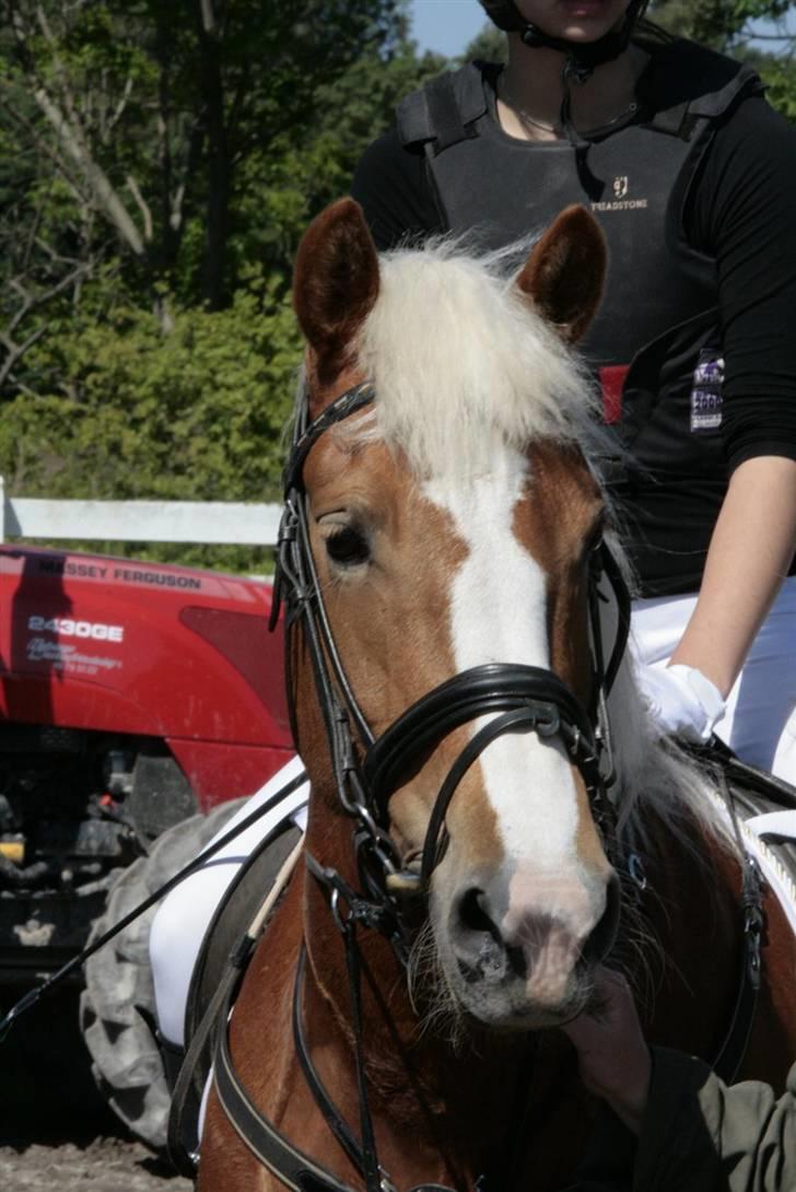 Haflinger Laura billede 8