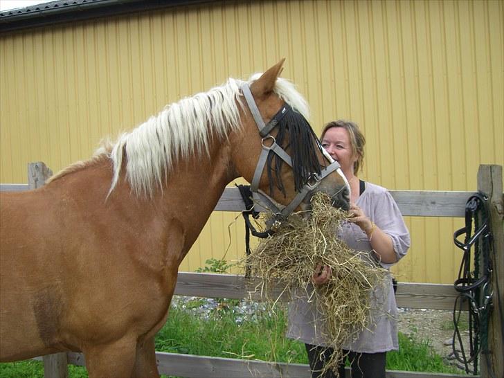 Haflinger Laura billede 9