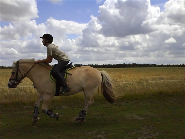 Fjordhest Laban  - 2. Mig og Laban rider Pony-galop <3 billede 2