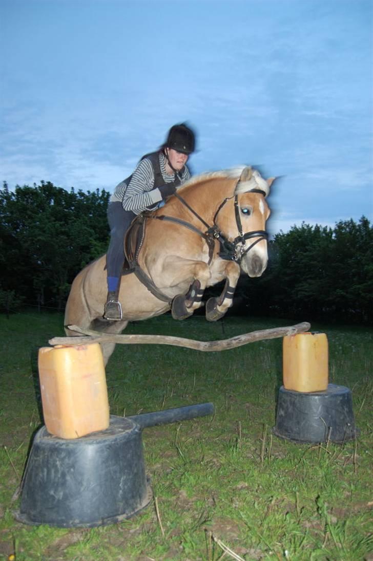 Haflinger Eizhia - **nyt** super dygtig pony billede 19