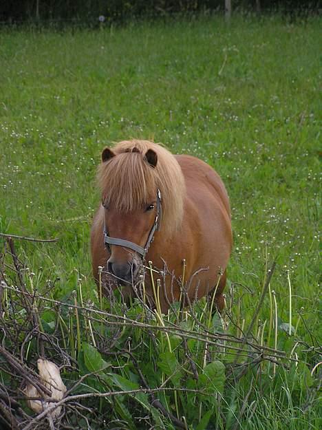 Shetlænder Becca R.I.P :'( - foldbillede billede 1