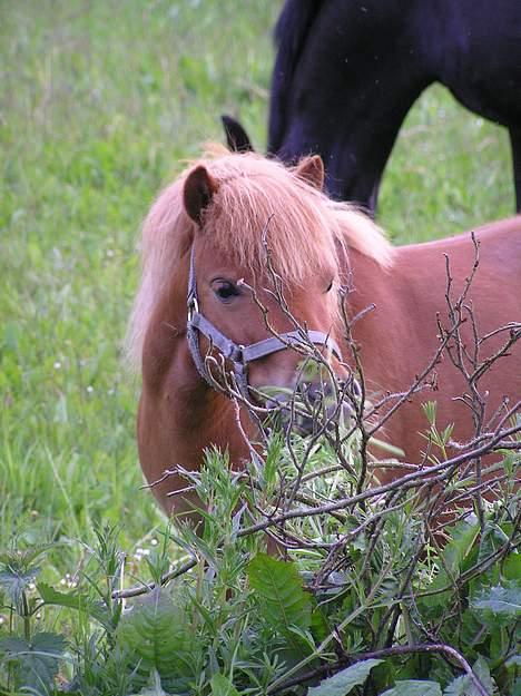 Shetlænder Becca R.I.P :'( - foldbillede billede 2