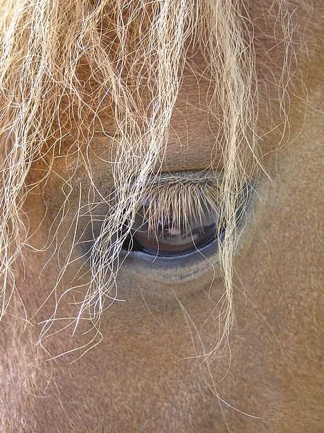 Shetlænder Becca R.I.P :'( - jeg har smukke øjne billede 3