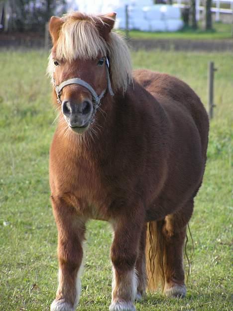 Shetlænder Becca R.I.P :'( - hvad mener du med fræk? billede 4
