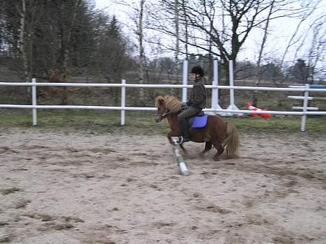 Shetlænder Becca R.I.P :'( - selvom jeg er lille og du er stor..... billede 5