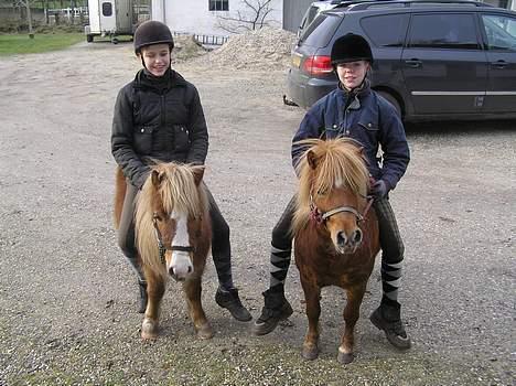 Shetlænder Becca R.I.P :'( - hygge med tøzerne billede 6