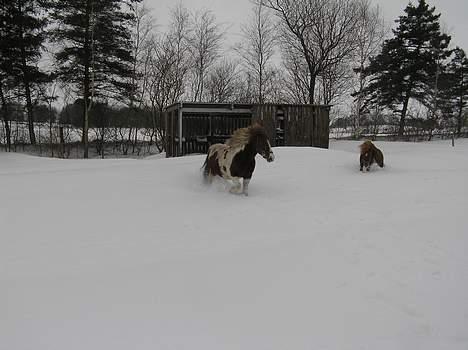Shetlænder Becca R.I.P :'( - leger i sneen med Cirkeline Feb 07 billede 7