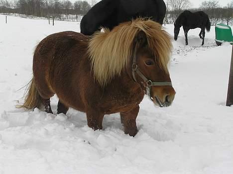 Shetlænder Becca R.I.P :'( - er sne sjovt.... jeg vil ind billede 8