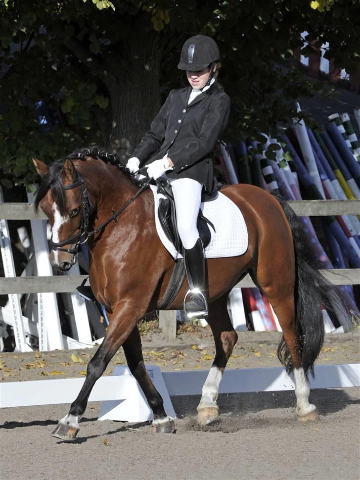 Anden særlig race Boy  - Nøj hvor er han skøn, min lille spring-pony :b billede 10