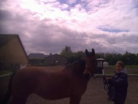 Anden særlig race Fmr´s Sofie (har Passet) billede 3