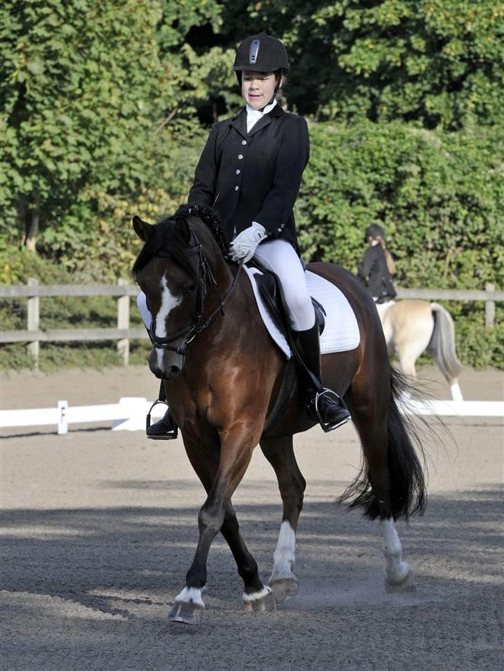 Anden særlig race Boy  - Dressur Lc1 billede 12