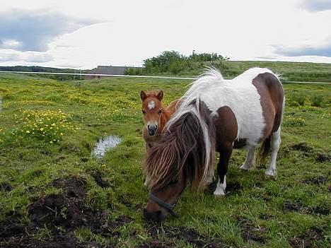 Shetlænder Becca R.I.P :'( - her er jeg som lille, med min mor Tinka... jeg er 5 dage gammel billede 9
