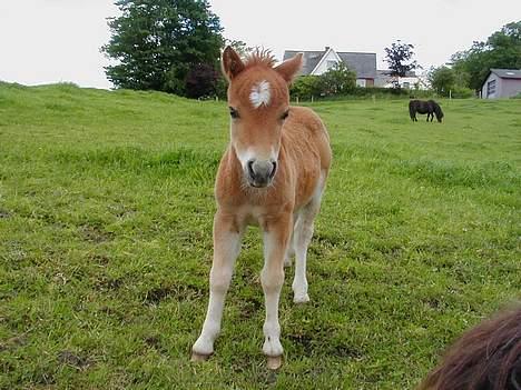 Shetlænder Becca R.I.P :'( - stadig 5 dage gammel billede 10