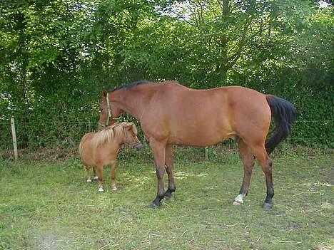 Shetlænder Becca R.I.P :'( - min bedste klø ven, men han er flyttet !! billede 11