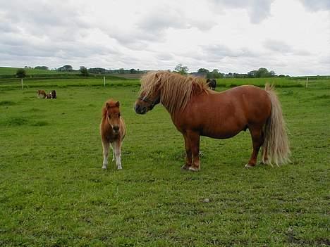 Shetlænder Becca R.I.P :'( - Min halvsøster Bertha og min far.... billede 15