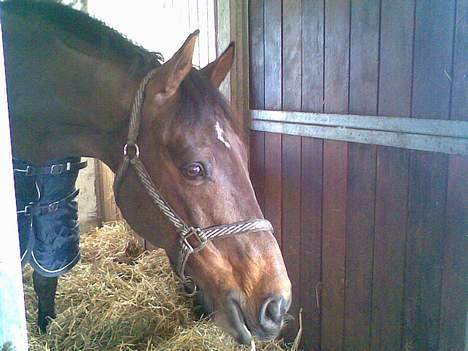 Dansk Varmblod La Bryere - Se ham lige, er han ikke sød. Der er han lige ankommet! billede 2