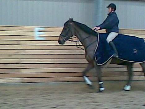 Dansk Varmblod La Bryere - Ikke lige så godt. Der skridter vi varmt. billede 3