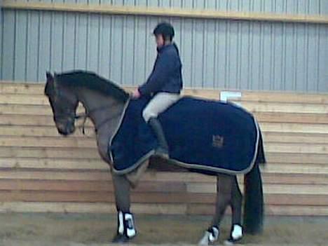 Dansk Varmblod La Bryere - Parade <3 billede 4