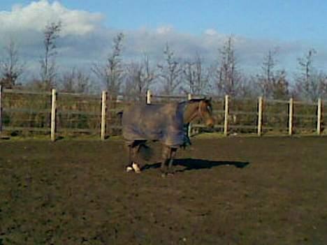 Dansk Varmblod La Bryere - Han står og nyder det gode vejr. billede 5