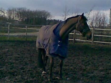 Dansk Varmblod La Bryere - Hvad var det? :O billede 6