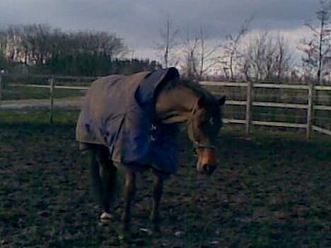 Dansk Varmblod La Bryere - Står og sover i solen <3 billede 7