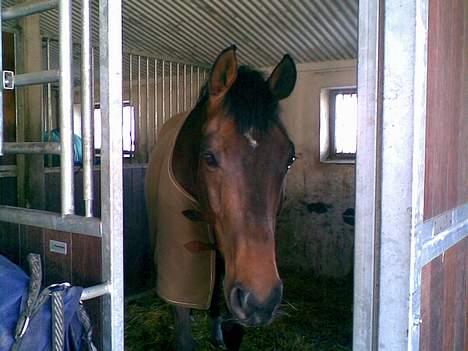 Dansk Varmblod La Bryere - Han er så smuk .. billede 8