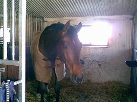 Dansk Varmblod La Bryere - Han er så dejlig ! <3 billede 9