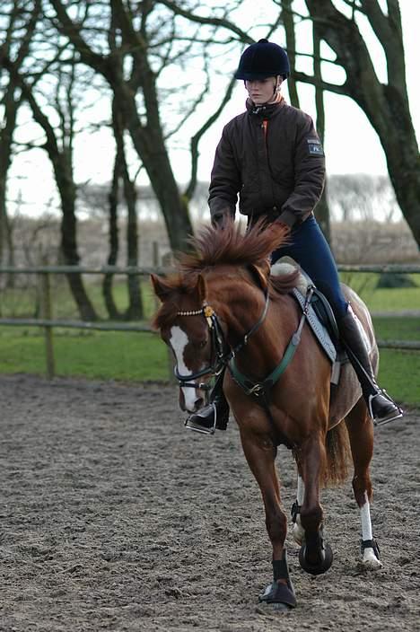 Welsh Pony (sec B) Mayke (Solgt) - Opvarmning inden vi skal springe. billede 3
