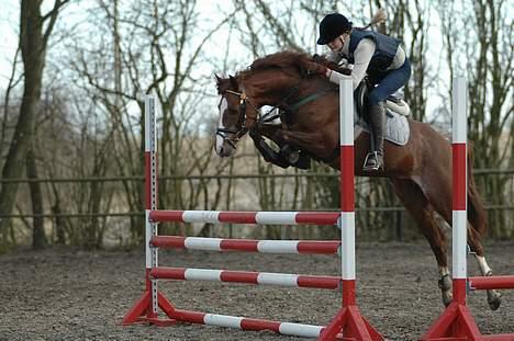 Welsh Pony (sec B) Mayke (Solgt) - Springer 100cm. billede 4