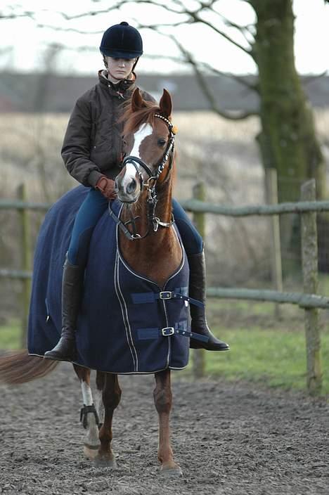 Welsh Pony (sec B) Mayke (Solgt) - Her skridter smukke af. billede 5