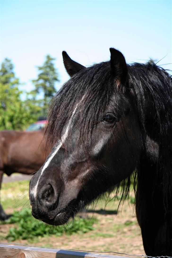 Anden særlig race Pippi - Det er da et meget flot velkomstbillede. billede 1