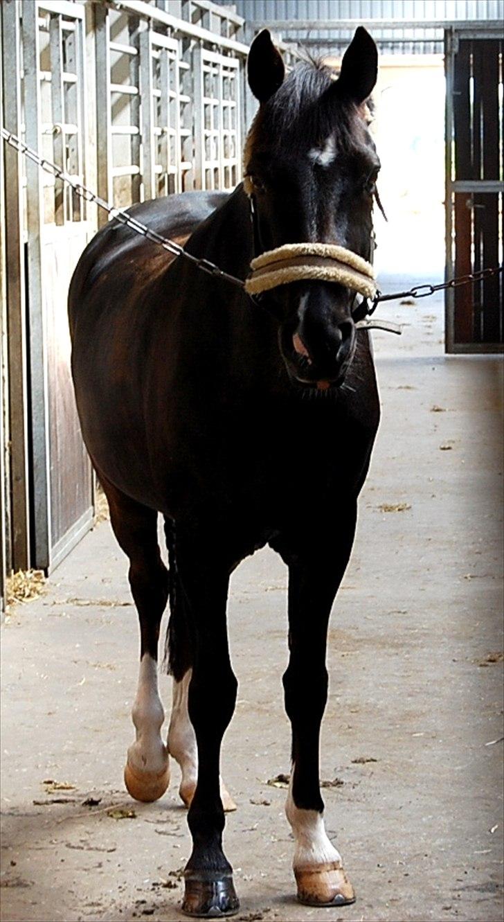 New Forest Zander Kjærgaard - SOLGT! - Zander Kjærgaard er nu blevet solgt til de sødeste Sille, hun er super glad for ham og har også oprettet Zander herinde! billede 1