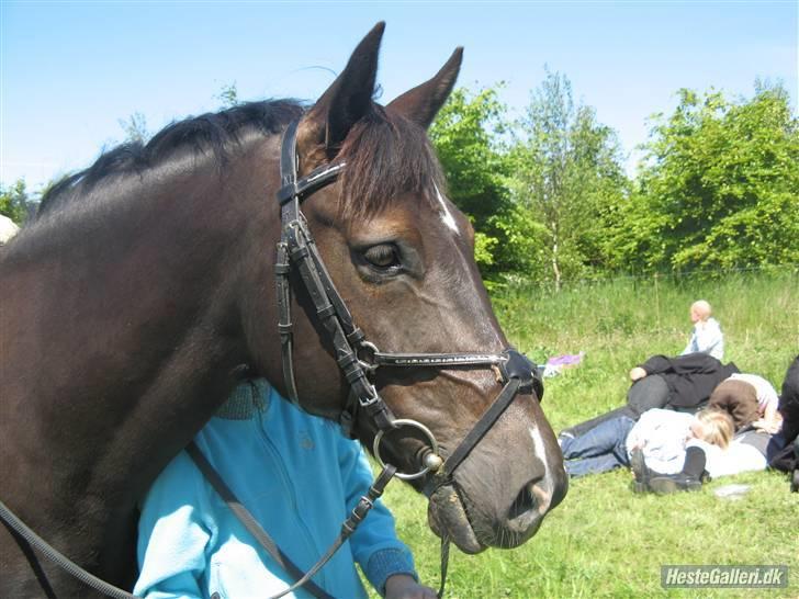 New Forest Zander Kjærgaard - SOLGT! - I miss you babe <3 billede 2