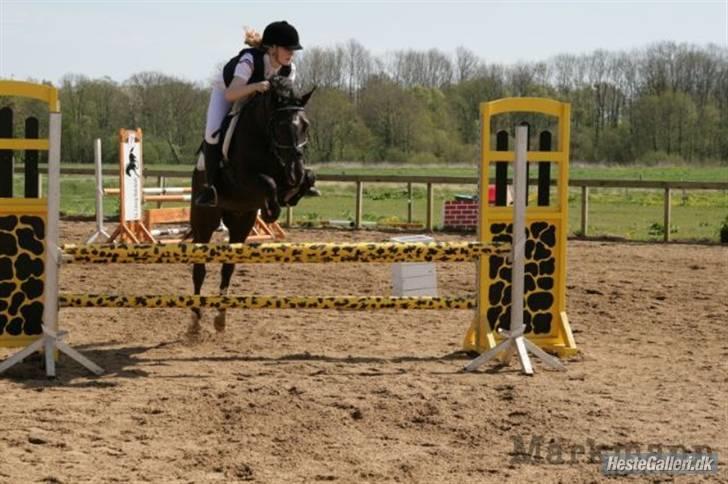 New Forest Zander Kjærgaard - SOLGT! - Nogle gange, når en ven mangler, hele verden synes affolket. billede 3