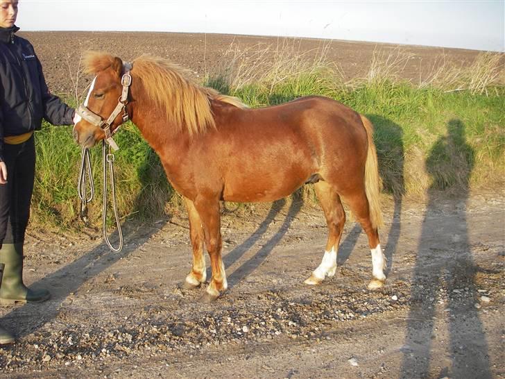 Welsh Mountain (sec A) Bette Snøvs billede 3