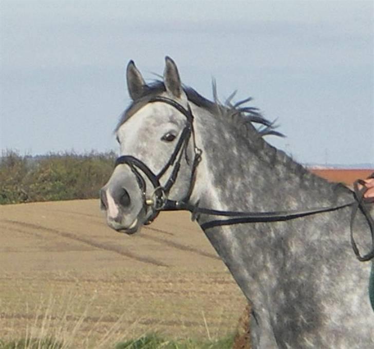 Oldenborg SilverStone billede 1