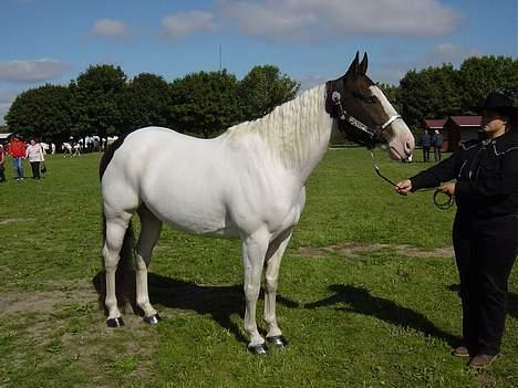 Paint Charlies White Iron - Show hest til Store heste dag(2005)