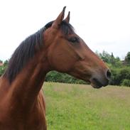 Welsh Partbred (Sec F) Farinjo Choice